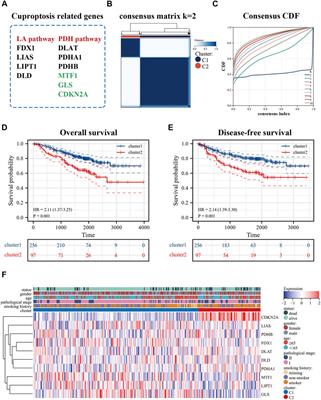 Cuproptosis-related gene signature correlates with the tumor immune features and predicts the prognosis of early-stage lung adenocarcinoma patients